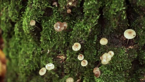 tiny mushrooms growing out of the moss in the forest of hoia in cluj-napoca, romania - closeup shot