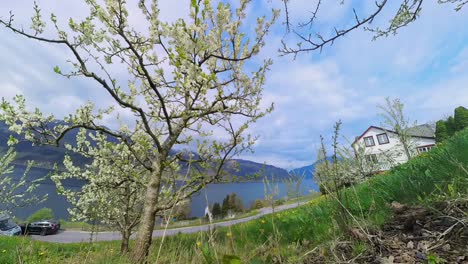 blossoming fruit trees frame farmhouse as sky and light shift in scenic spring landscape time lapse from hardanger