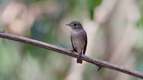 The-Asian-Brown-Flycatcher-is-a-small-passerine-bird-breeding-in-Japan,-Himalayas,-and-Siberia