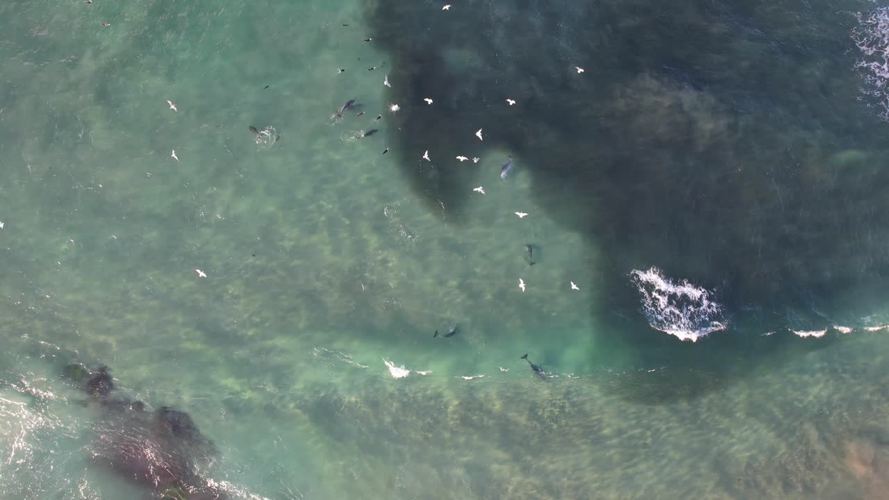 부러진 머리 에서 물고기 를 사냥 하는 바구니 코 돌고래 nsw - 바이론 지역 - 오스트레일리아