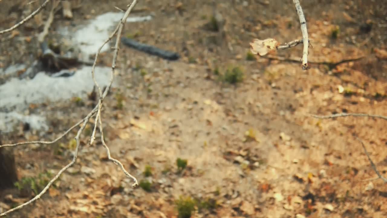 Dry Branches with Autumnal Tones with a Ground covered of Leaves