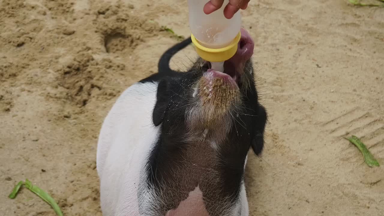 돼지 새끼 가 병 에서 우유 를 먹이고 있다