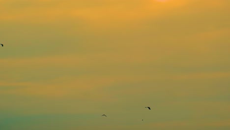 Silhouette-of-prey-birds-flying-in-the-sky-at-sunset