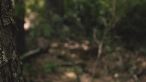 movimiento deslizante en la naturaleza para ser utilizado como transición