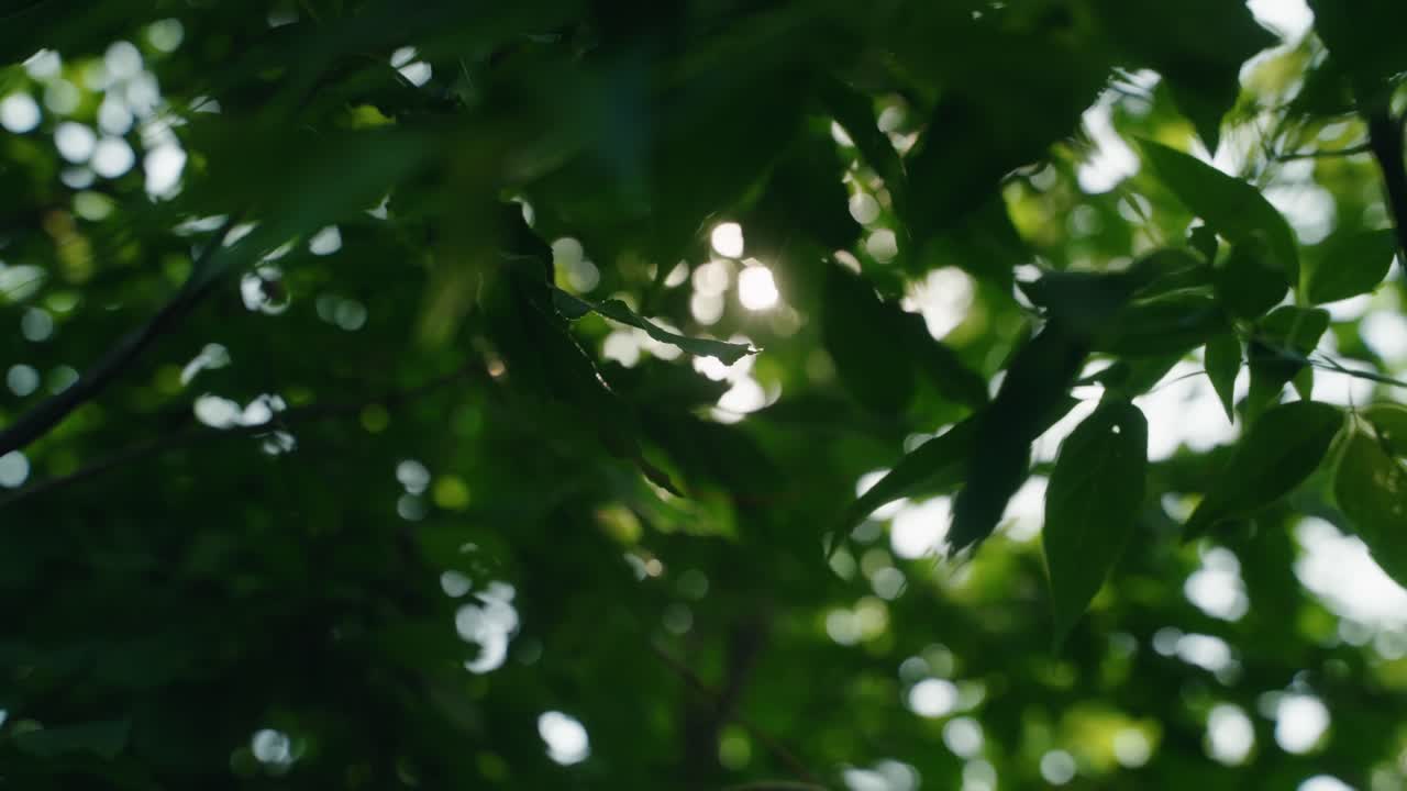 Close-up of beautiful sunlight peeking through dense green foliage in a forest, North America, Quebec, Montreal, Canada.