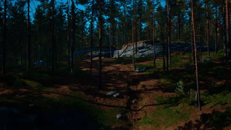 Bosque-De-Pinos-Nórdicos-A-La-Luz-Del-Atardecer