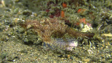 Dragon-sea-moth-crawling-over-sandy-bottom-right-to-left,-wings-spread,-medium-to-close-up-shot