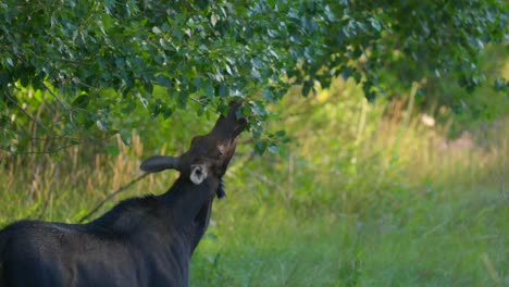 Alce-Hembra-Comiendo-Hojas-Al-Costado-De-La-Carretera-En-Island-Park,-Idaho,-EE.UU.