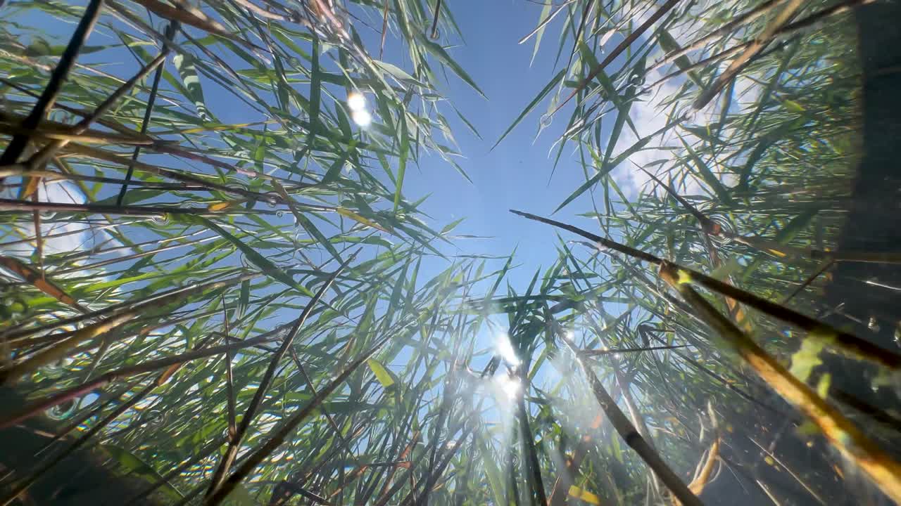Underwater upward view of reeds swaying in the wind in a shallow pond. Estonia