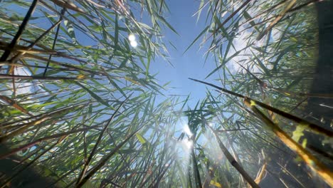 underwater upward view of reeds swaying in the wind in a shallow pond. estonia