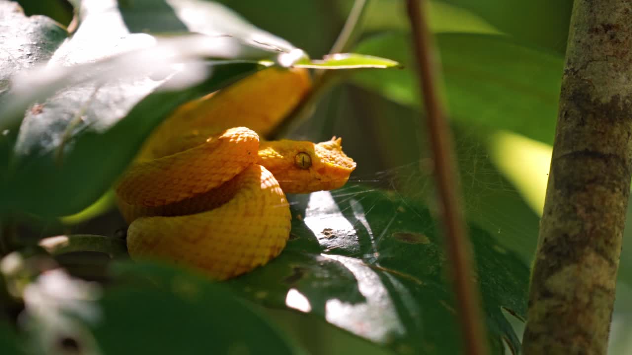 Coiled silently on a mossy branch, the vibrant yellow eyelash pit viper blends into the lush greenery of the Costa Rican rainforest