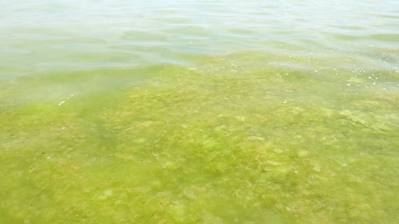 Background of green water in the sea. Dirty sea water. Slow motion. nature