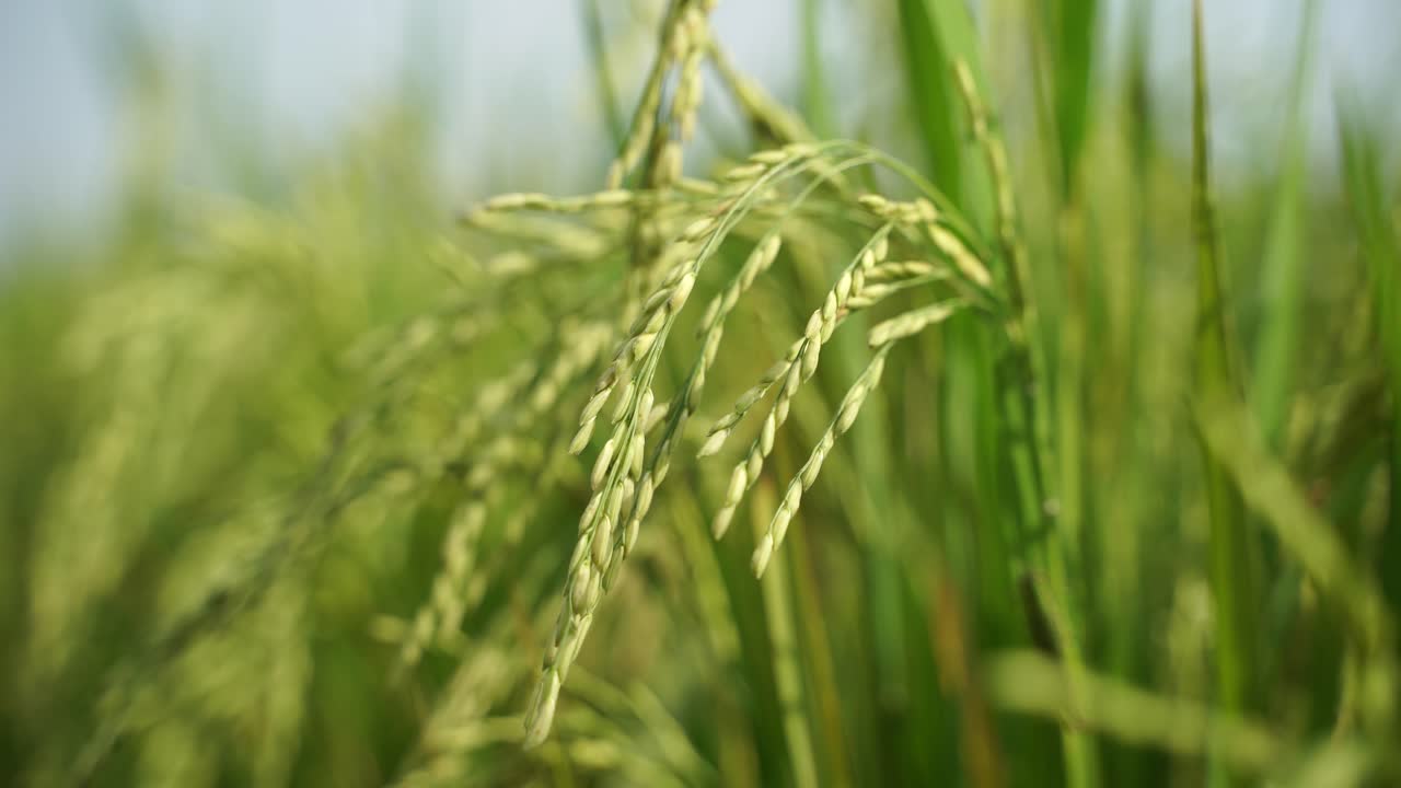 쌀은 많은 아시아 국가에서 주식입니다.