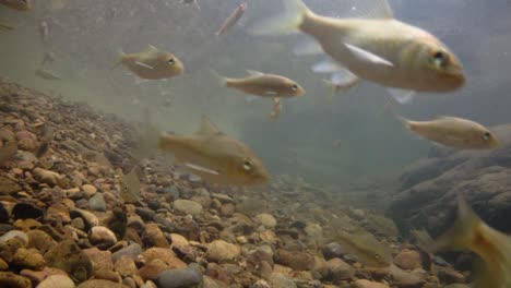 el parque nacional kaeng krachan es el hogar de muchos animales salvajes fantásticos y los arroyos son una fuente de vida de agua dulce para que los animales beban y los peces naden.