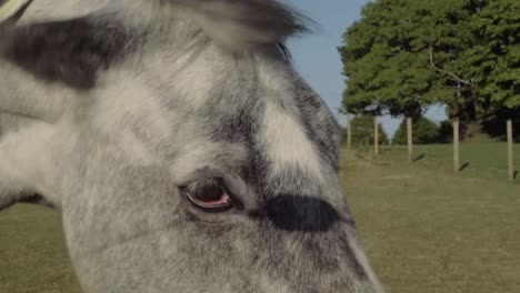 head of grey horse shakes his head portrait tilting shot