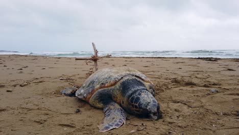 Sieht-Aus-Wie-Morla,-Die-Schildkröte