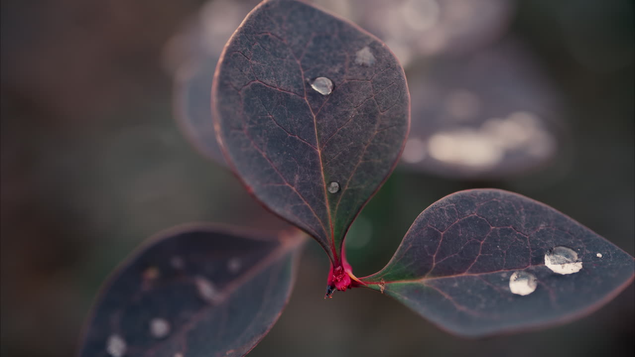 Close up of water drops on green leafs of a plant in a garden