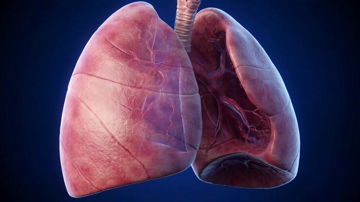 3D Medical Animation of Human Lungs Breathing