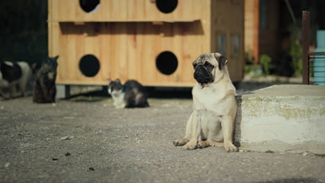 Perro-Pug-Con-Gatos-En-El-Fondo-En-Un-Refugio-De-Animales