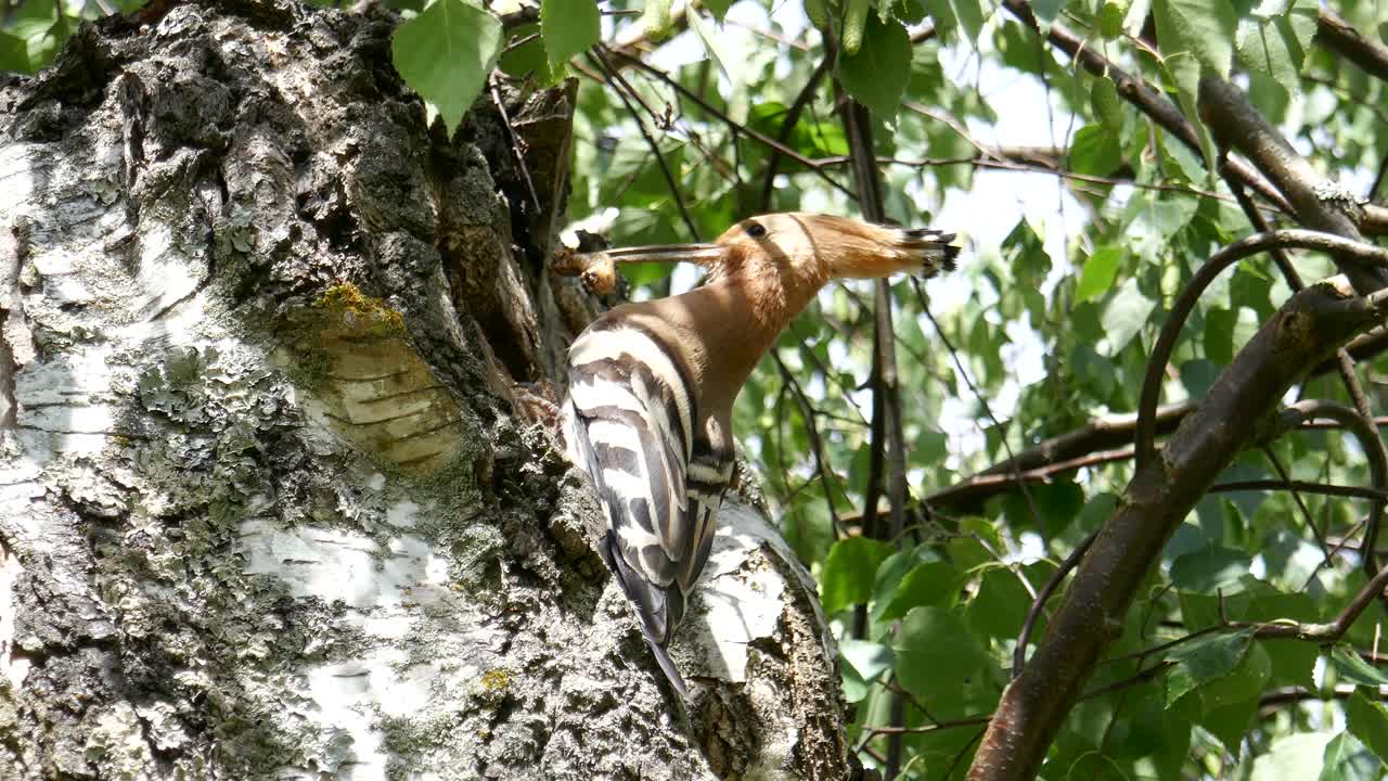 una hermosa abubilla euroasiática está alimentando a sus pájaros bebés con una gran larva