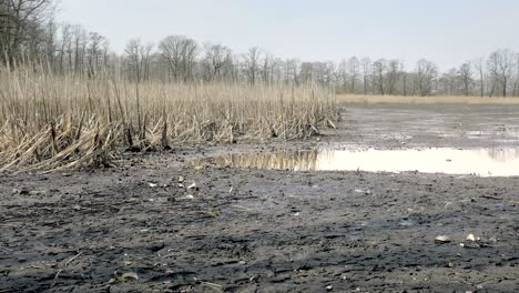 reed in dropped empty pond without water. dried reed around lake. freshwater shells and shellfish.