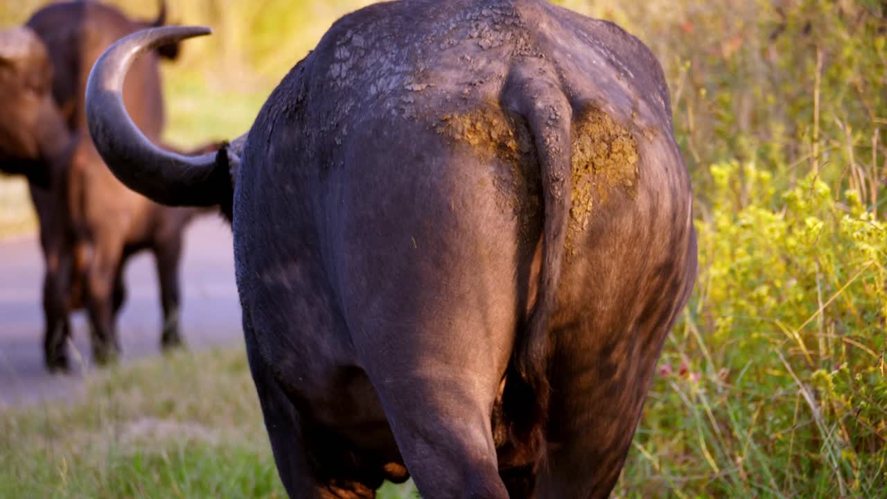무리를 향해 걸어가는 커다란 근육질 버팔로의 추적 샷