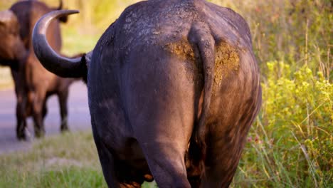 Tracking-shot-of-a-large-muscular-buffalo-walking-away-toward-its-herd