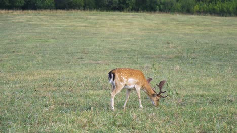 ciervo en barbecho con hermosos cuernos pastando hierba en un campo, estático