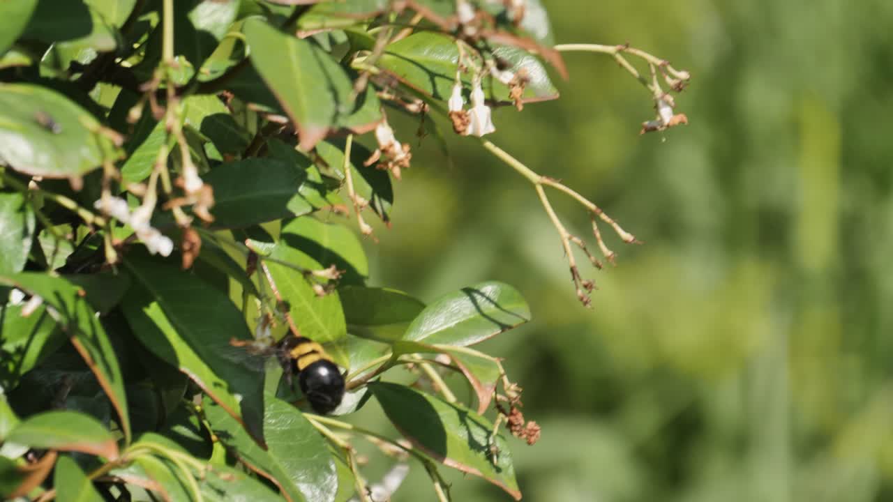 abejorro zumba de flor en flor en un arbusto verde en busca de néctar