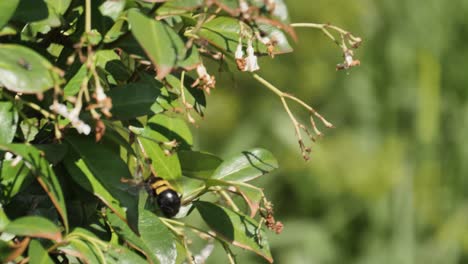 bumble bee buzzes flower to flower on green shrub looking for nectar