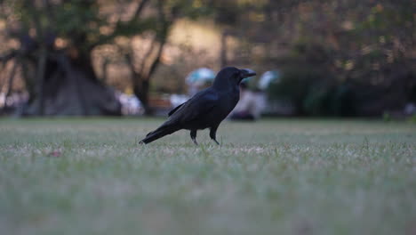 japanese jungle crow foraging and pecking on grass of park in tokyo, japan