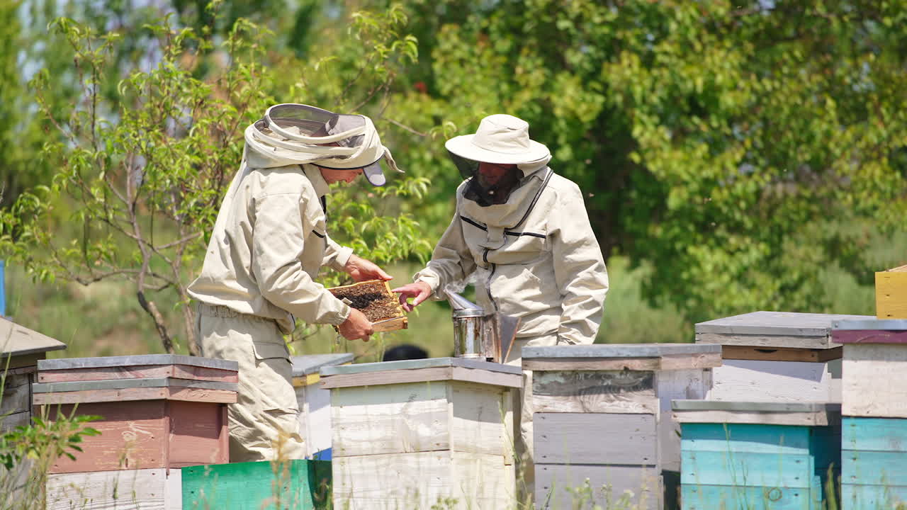 Couple of apiarists look at one frame covered with bees. Busy beekeepers at their bee farm. Forest backdrop.
