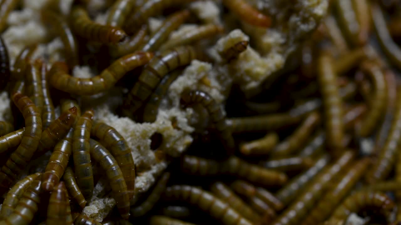 el gusano de la harina es una especie de escarabajo oscuro que se usa para alimentar mascotas como peces, serpientes, pájaros y ranas