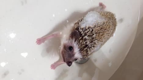 domestic african pygmy hedgehog taking a bath on a bathroom sink