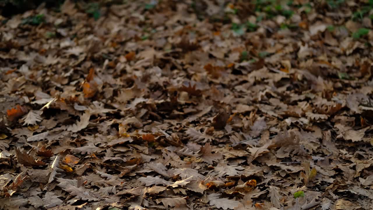 Passeggiata tra foglie secche