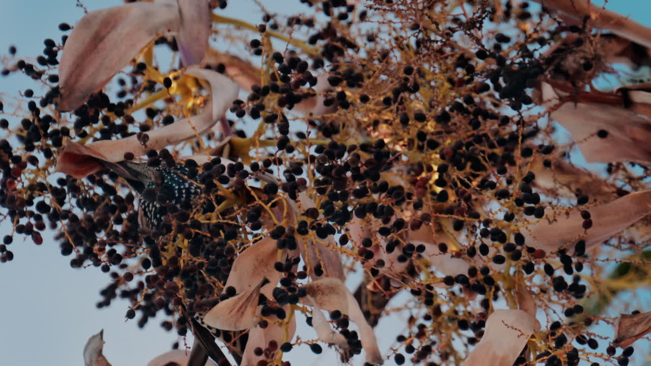 Close up of a bird eating elderberry from a tree branch with the blue sky on the background