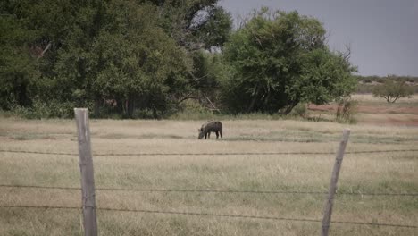 Jabalí-En-El-Campo-Del-Oeste-De-Texas-Arraigando-Alrededor-Del-Pastoreo-En-Una-Amplia-Toma-De-Cerdo