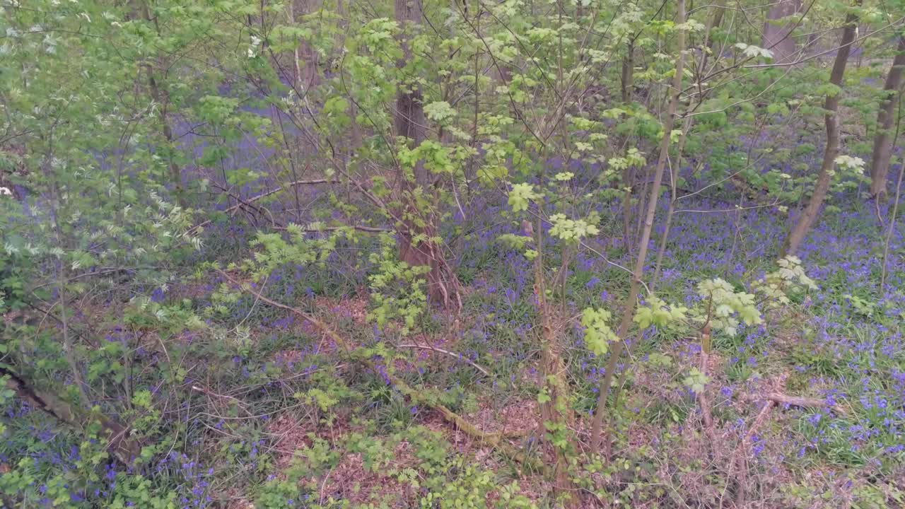 Bellissimo fiore di giacinto selvatico che cresce nella Foresta di Soignes a Bruxelles, Belgio.