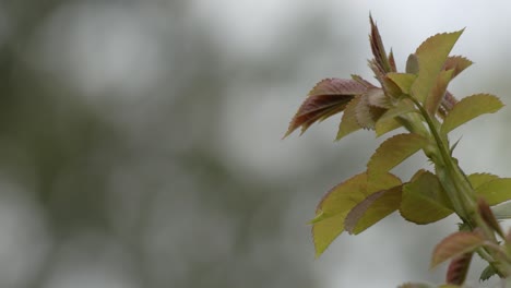 plant leaves moving in the wind in poland, slow motion close up static shot