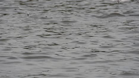 Terns-and-Gulls-Skimming-for-Food-are-migratory-seabirds-to-Thailand,-flying-around-in-circles,-taking-turns-to-skim-for-food-floating-on-the-sea-at-Bangpu-Recreational-Center-wharf