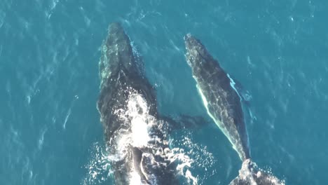 Ballenas-Nadando-En-La-Superficie-Del-Océano-Azul-En-La-Isla-North-Stradbroke,-Toma-Aérea-Con-Zoom-De-Arriba-Hacia-Abajo-De-Ballena-Madre-Y-Cría-4k-Qld,-Australia