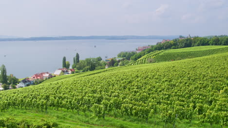 Drohne-Steigt-über-Perfekte-Obstgartenreihen,-Die-Sich-über-Hügel-Mit-Blick-Auf-Den-Bodensee-Erstrecken