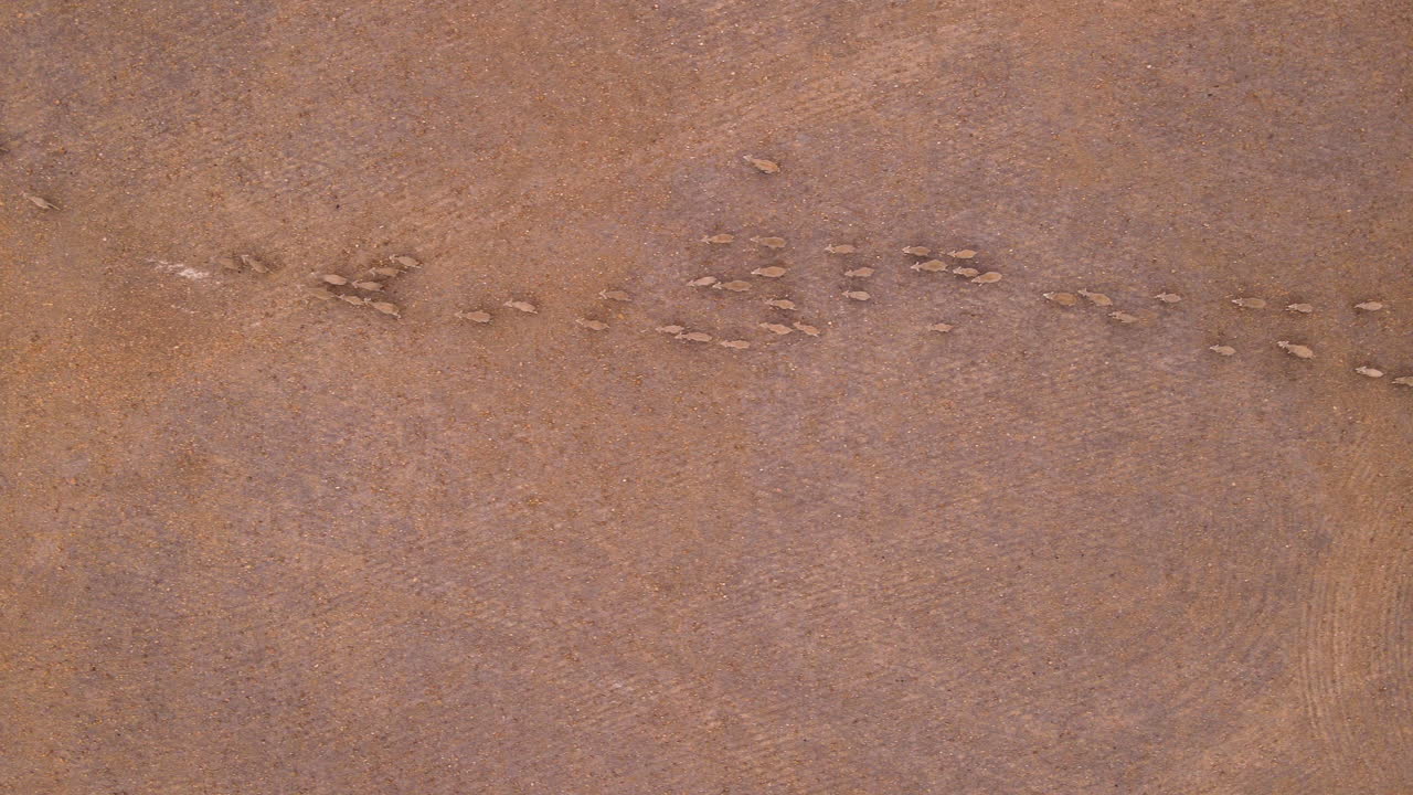 황량한 농지에서 같은 방향으로 달리는 양의 조감도