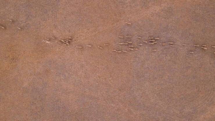 Bird's-eye view of sheep running in same direction over barren farm land