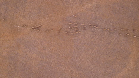 bird's-eye view of sheep running in same direction over barren farm land