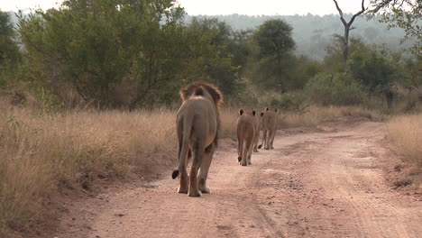 los leones caminan tranquilamente por el camino de tierra en la hora dorada, vistos desde atrás