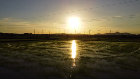 power line cables of massive windmill farm in distance over rice fields during sunset, aerial fly backward shot
