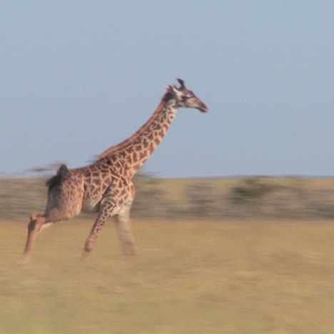 a giraffe runs across the savannah in africa