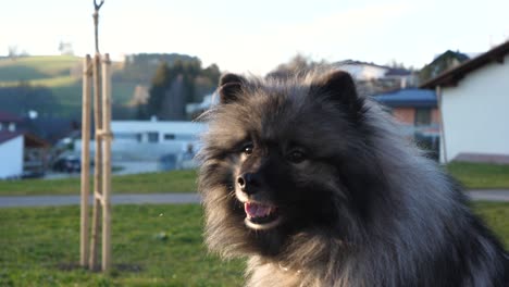 a happy keeshond dog with beautiful eyes is sitting on a green meadow and turns his head to the left and looks into the camera