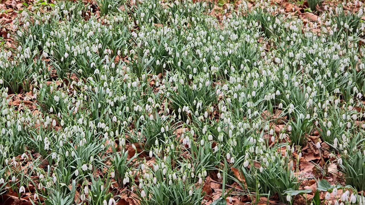 flores blancas de galanto que florecen en primavera